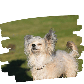 Dandy Darling Dogs