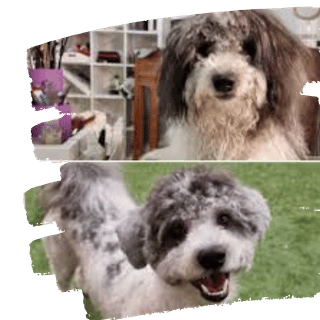 Darling Dogs Salon