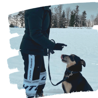 Mensch-Hund-Team Training