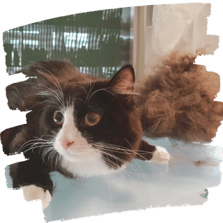Katzenpflege