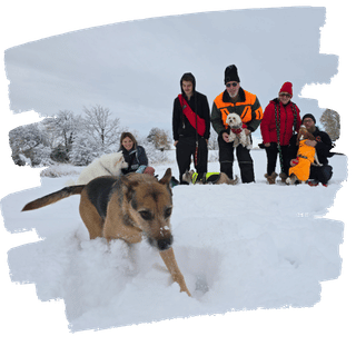 Gruppe von Hunden und Haltern beim entspannten Spaziergang