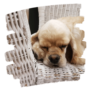 Kleiner Hund bei Pflege