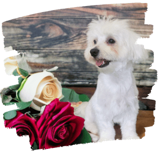 Darling Dogs Salon Eingang