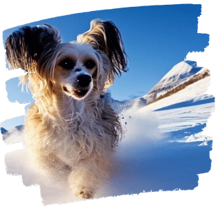 Darling Dogs Kurszentrum Schwerzenbach