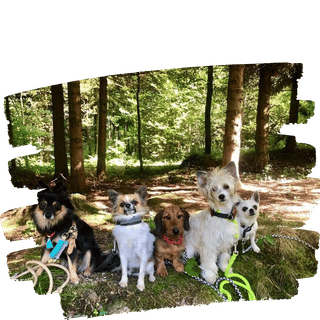 Hund und Halter genießen gemeinsame Quality Time