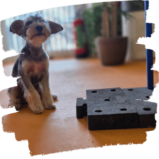 Hundetraining Methode Darling Dogs