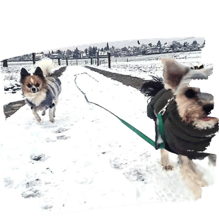 Gruppe von Hunden und Haltern übt verschiedene Aktivitäten