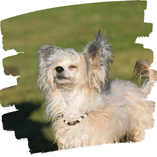 Hund sucht Teebeutel im Suchfeld