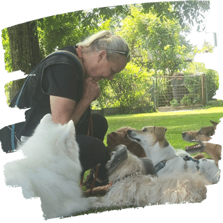 Hundetraining Phasen