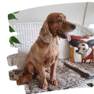 Hunde im Spielbereich Darling Dogs